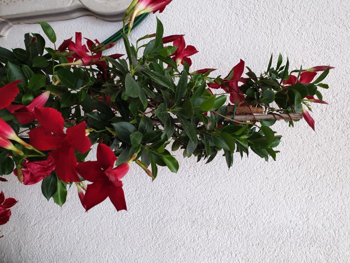 فندق Lemon Tree سيغيت دونيي المظهر الخارجي الصورة
