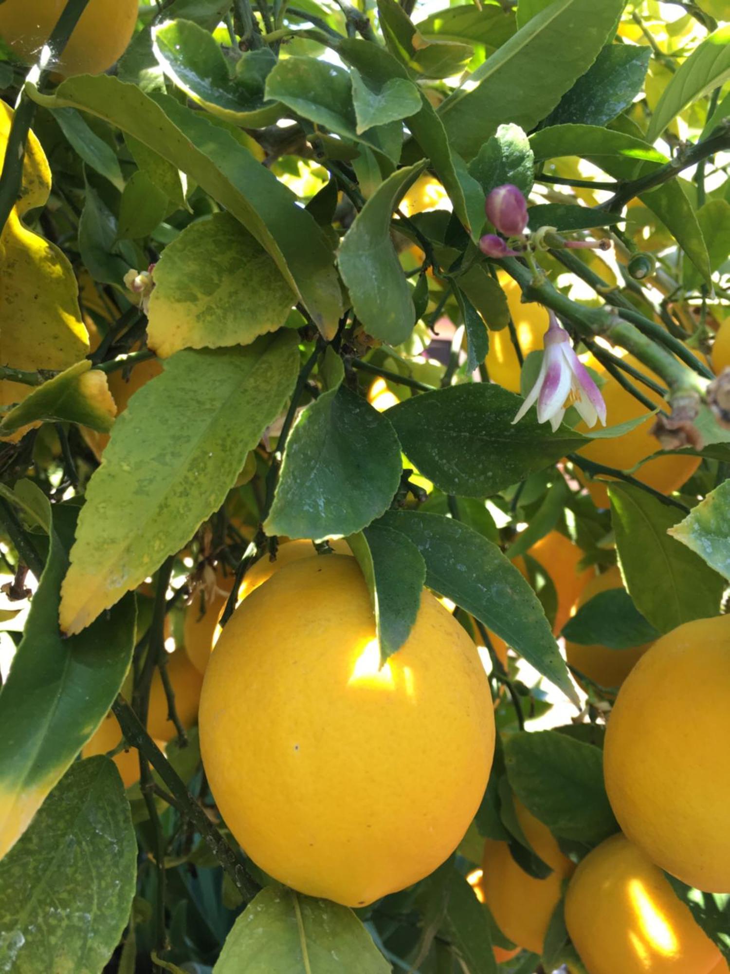 فندق Lemon Tree سيغيت دونيي المظهر الخارجي الصورة