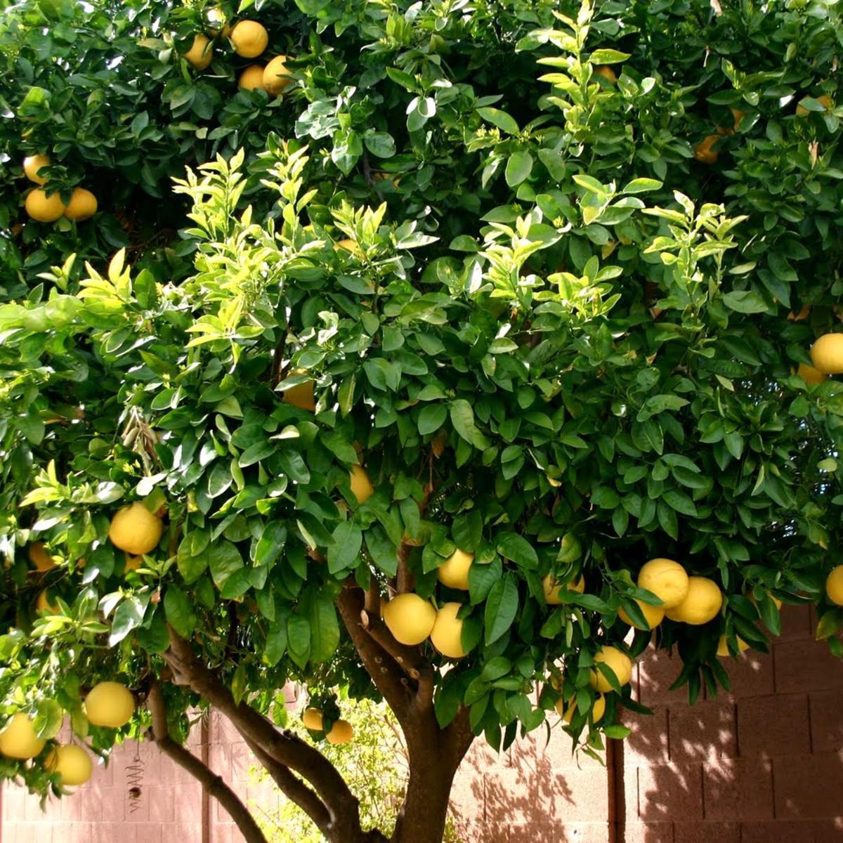 فندق Lemon Tree سيغيت دونيي المظهر الخارجي الصورة